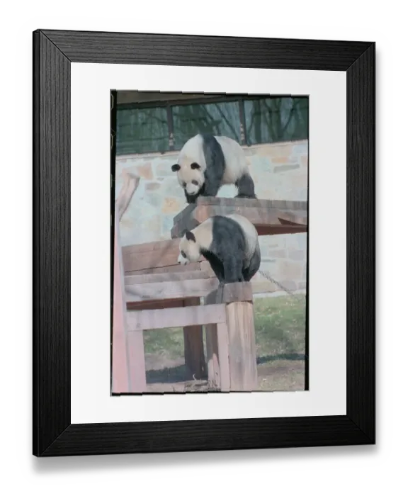 Framed Print : Pandas Ling-Ling and Hsing-Hsing Framed Print : Pandas Ling-Ling and Hsing-Hsing