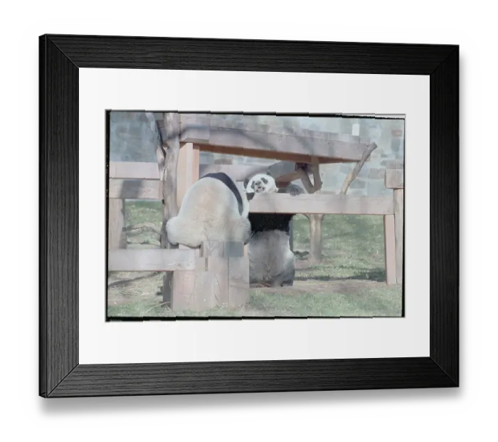 Framed Print : Pandas Ling-Ling and Hsing-Hsing Framed Print : Pandas Ling-Ling and Hsing-Hsing