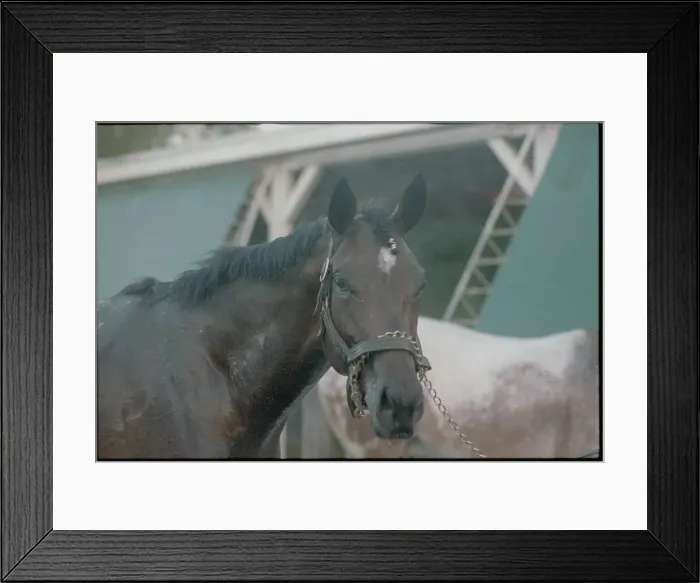 Framed Print : Horse Racing Colt Framed Print : Horse Racing Colt