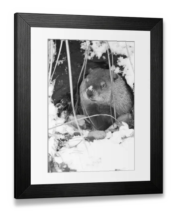 Framed Print : Peanut the Groundhog Looking Out of Burrow Framed Print : Peanut the Groundhog Looking Out of Burrow