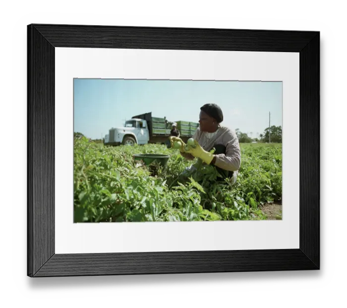 Framed Print : Migrant Worker Picking Tomatoes Framed Print : Migrant Worker Picking Tomatoes