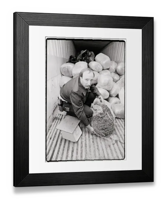 Framed Print : Houston Policeman Sweeping Marijuana Framed Print : Houston Policeman Sweeping Marijuana