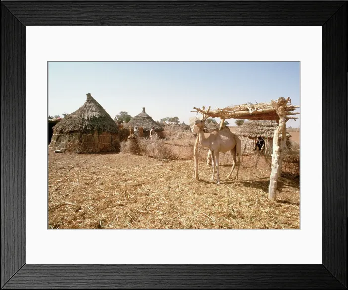 Framed Print : Camel Stands Under Shelter in Village