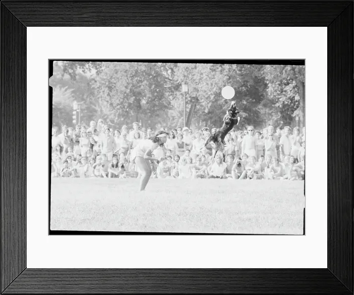 Framed Print : Girl and Her Dog Performing at Frisbee Festival Framed Print : Girl and Her Dog Performing at Frisbee Festival
