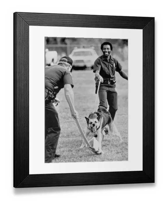 Framed Print : Officer Training Attack Dog Framed Print : Officer Training Attack Dog