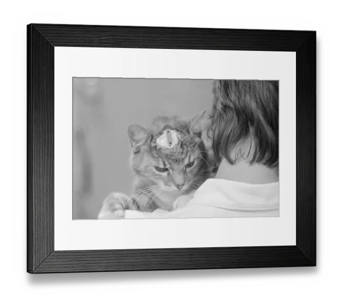 Framed Print : Cat with Electrode Implanted in Head Framed Print : Cat with Electrode Implanted in Head