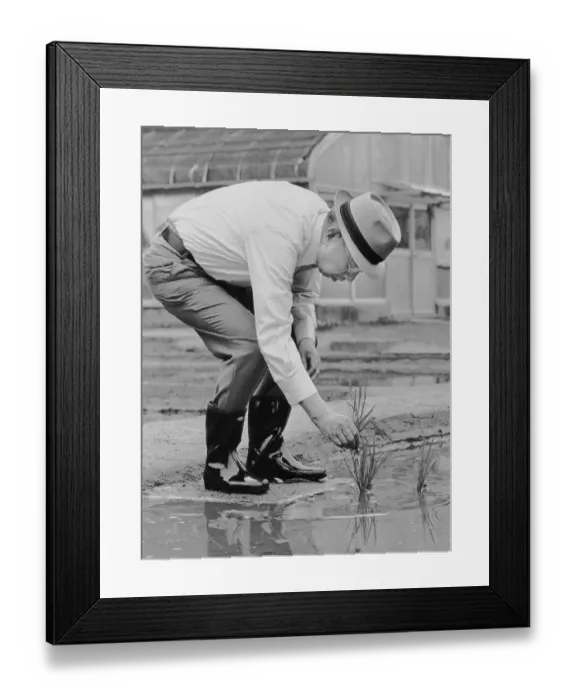 Framed Print : Emperor Hirohito Planting Rice Framed Print : Emperor Hirohito Planting Rice