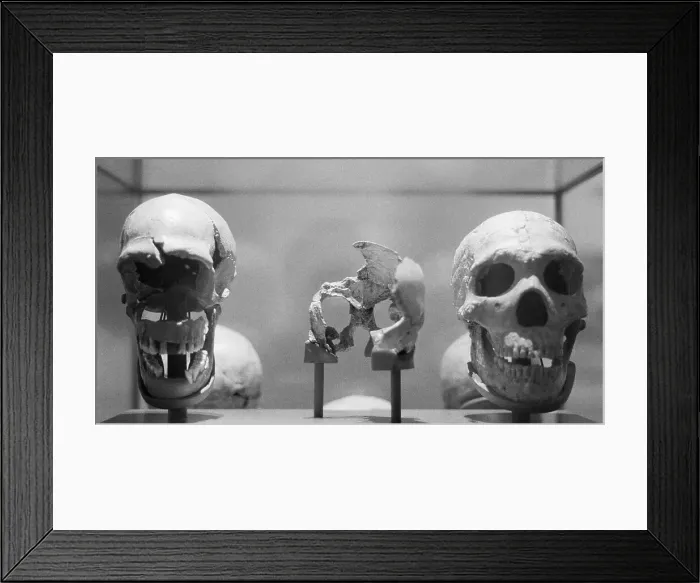 Framed Print : Neanderthal Skulls Framed Print : Neanderthal Skulls