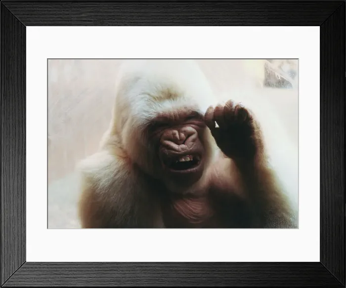 Framed Print : Albino Gorilla at Barcelona Zoo Framed Print : Albino Gorilla at Barcelona Zoo
