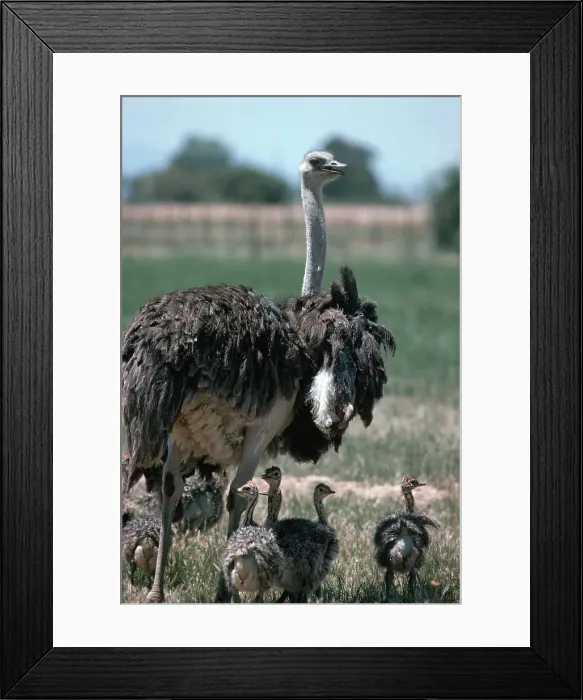 Framed Print : Ostrich Watches Over Its Chicks
