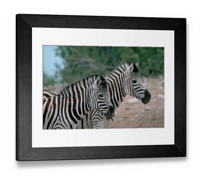 Framed Print : Zebras in Grassy Area Framed Print : Zebras in Grassy Area