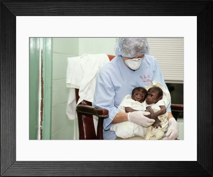 Framed Print : Animal Zoo Keeper Holding Baby Gorillas Framed Print : Animal Zoo Keeper Holding Baby Gorillas