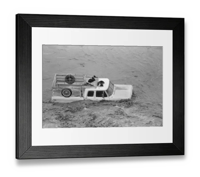 Framed Print : Dogs on Truck in Flood Waters Framed Print : Dogs on Truck in Flood Waters