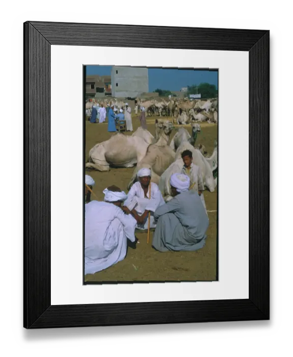 Framed Print : Egyptians Relaxing at Camel Market Framed Print : Egyptians Relaxing at Camel Market