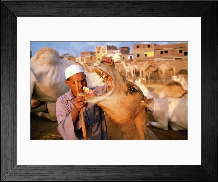 Framed Print : Man Opening Mouth of Camel at Camel Market Framed Print : Man Opening Mouth of Camel at Camel Market