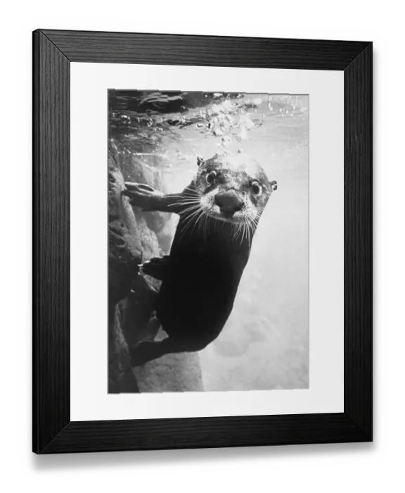 Framed Print : River Otter at Oregon Museum