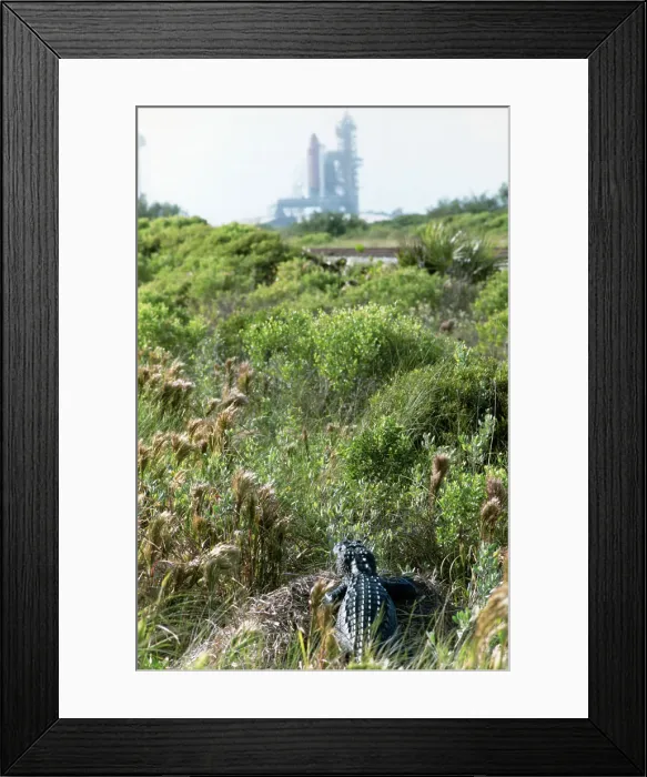 Framed Print : Alligator and Space Shuttle Framed Print : Alligator and Space Shuttle