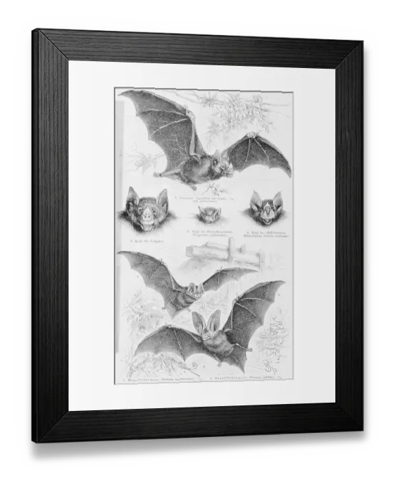 Framed Print : Ilustration of Six Types of Bats Framed Print : Ilustration of Six Types of Bats