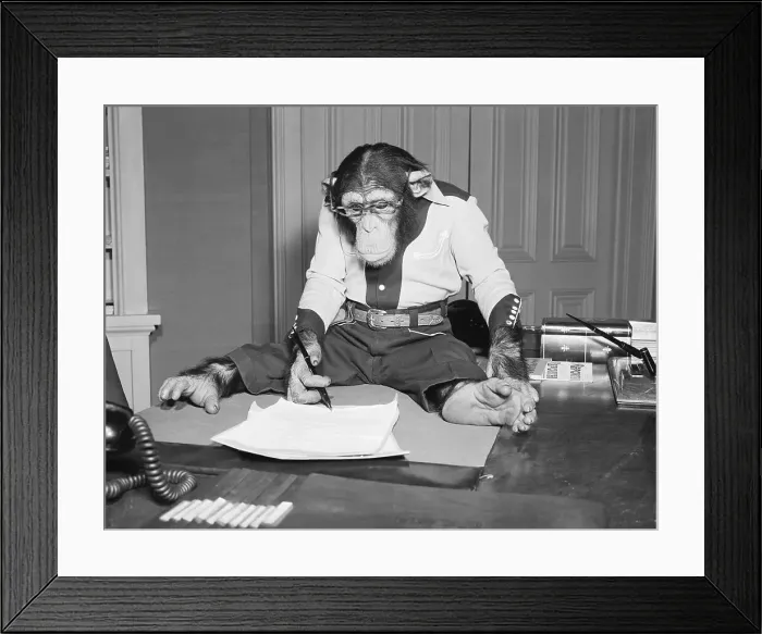 Framed Print : Bonzo The Chimp Signing Contract Framed Print : Bonzo The Chimp Signing Contract