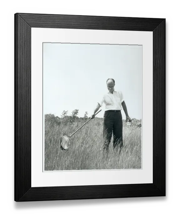 Framed Print : Entomologist Netting Insects Framed Print : Entomologist Netting Insects