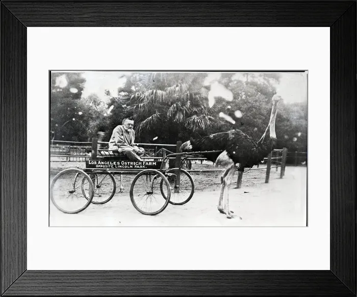 Framed Print : Charles Steinmetz In Ostrich Drawn Cart Framed Print : Charles Steinmetz In Ostrich Drawn Cart