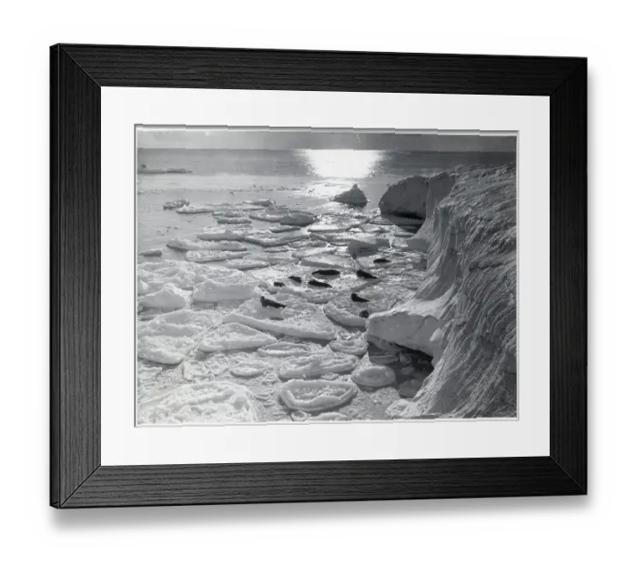 Framed Print : Seals On Pancake Ice / Iceberg / Antarctic Framed Print : Seals On Pancake Ice / Iceberg / Antarctic