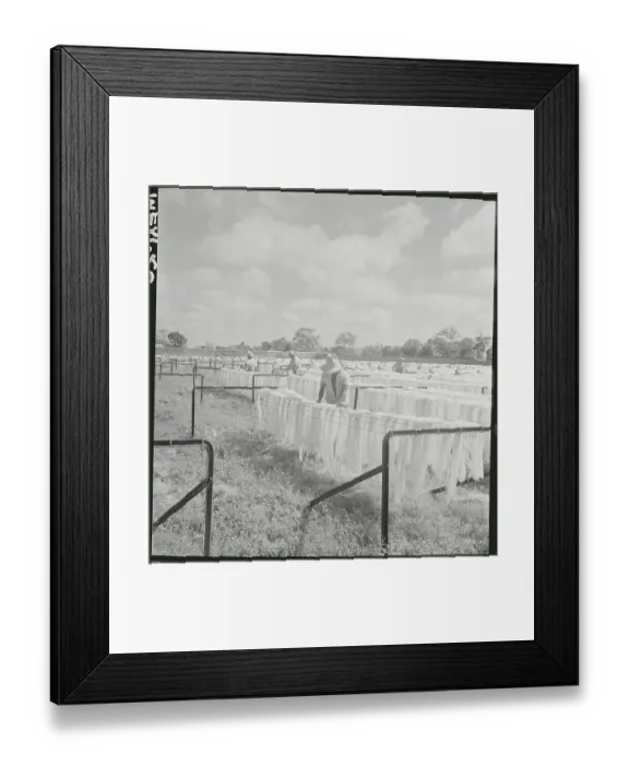 Framed Print : Factory Workers Hanging Fiber Product Outdoors Framed Print : Factory Workers Hanging Fiber Product Outdoors