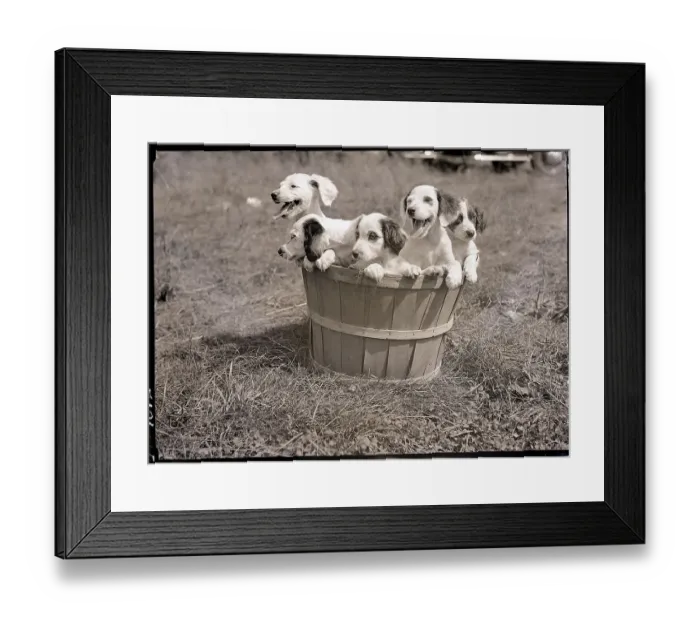 Framed Print : Basketful of Puppies Framed Print : Basketful of Puppies