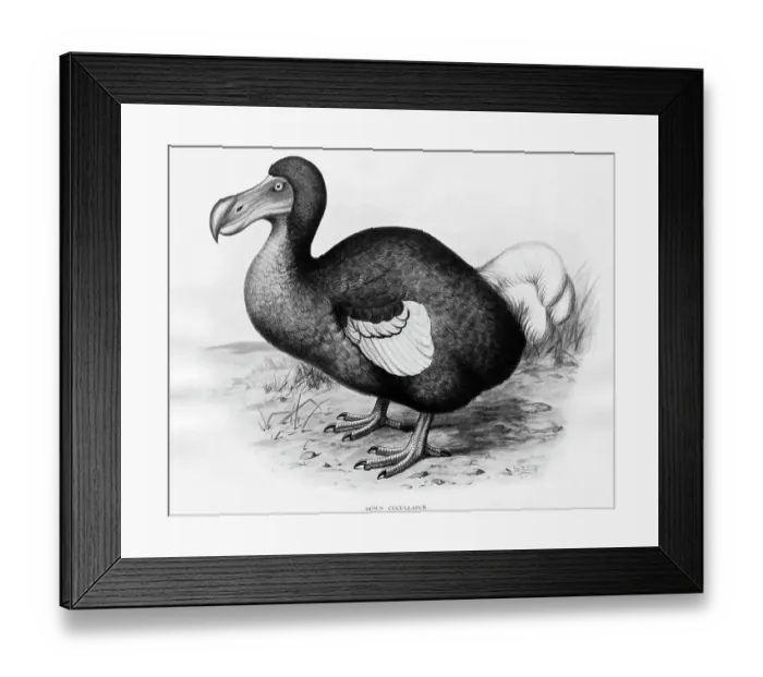 Framed Print : Didus Cucullatus by Fredrick William Frohawk Framed Print : Didus Cucullatus by Fredrick William Frohawk