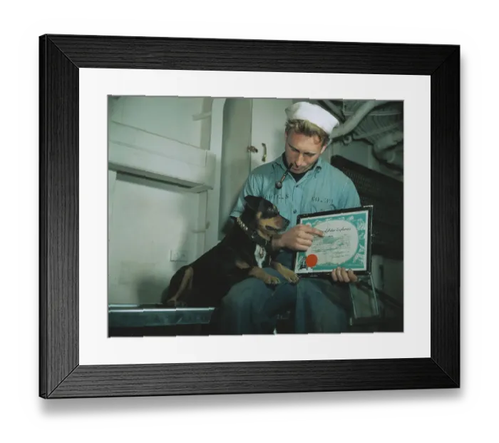 Framed Print : Sinbad Sailor Dog Observing Plaque Framed Print : Sinbad Sailor Dog Observing Plaque