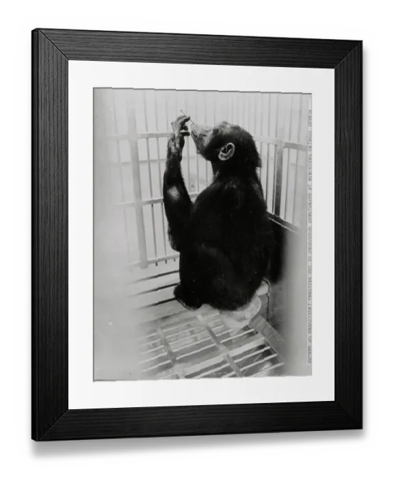 Framed Print : Chimpanzee Smoking a Joint in a Cage Framed Print : Chimpanzee Smoking a Joint in a Cage