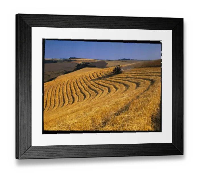 Framed Print : View of North Dakota Wheat Fields Framed Print : View of North Dakota Wheat Fields