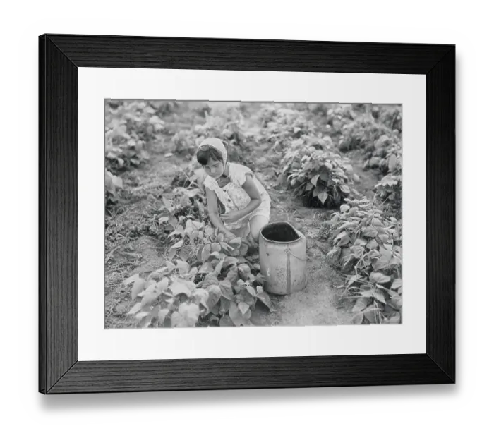 Framed Print : Girl in Bean Field Framed Print : Girl in Bean Field