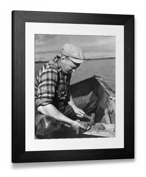 Framed Print : Fisherman Breaking Apart Oyster Clusters Framed Print : Fisherman Breaking Apart Oyster Clusters