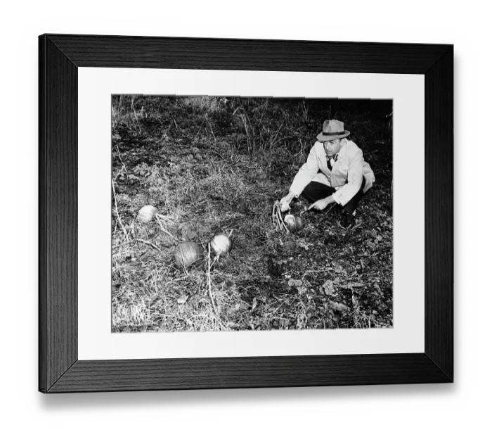 Framed Print : Reporter Points To Microfilm Pumpkin Framed Print : Reporter Points To Microfilm Pumpkin