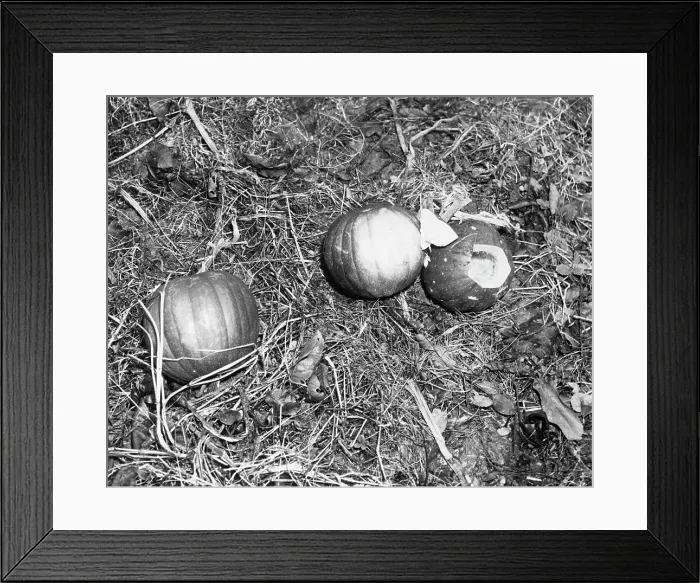 Framed Print : Pumpkin with Microfilms at Farm Framed Print : Pumpkin with Microfilms at Farm