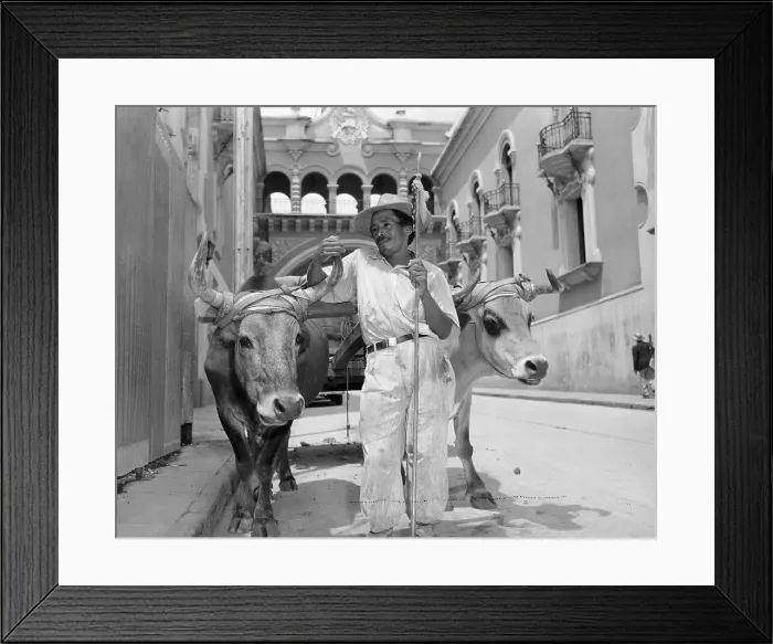 Framed Print : Oxen Team In Guatemala City Framed Print : Oxen Team In Guatemala City