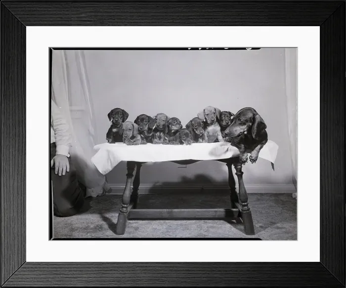 Framed Print : Dachshund with Large Litter of Pups Framed Print : Dachshund with Large Litter of Pups