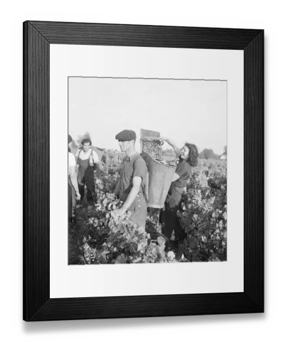 Framed Print : Bordeaux Grape Picking Framed Print : Bordeaux Grape Picking