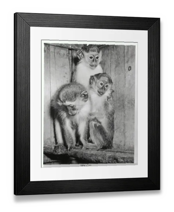 Framed Print : Monkeys Huddling Together Framed Print : Monkeys Huddling Together