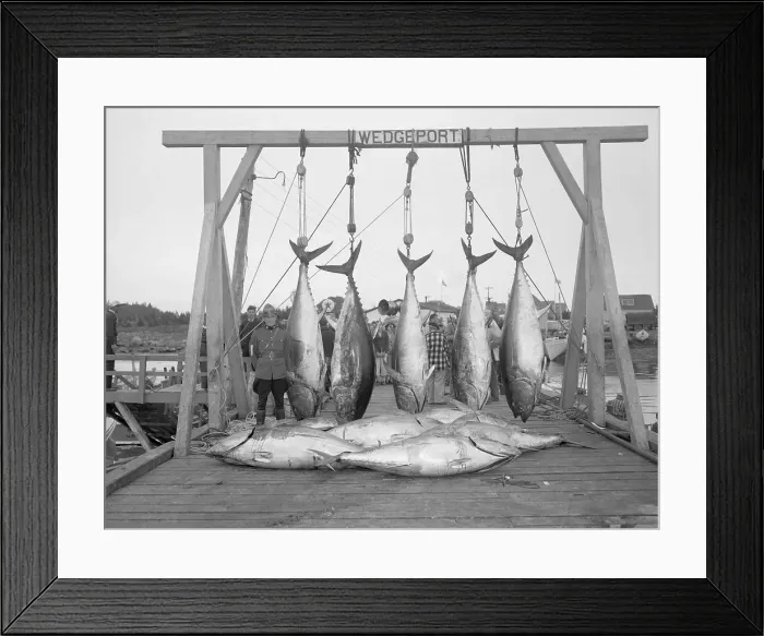 Framed Print : Police Guarding Tunafish