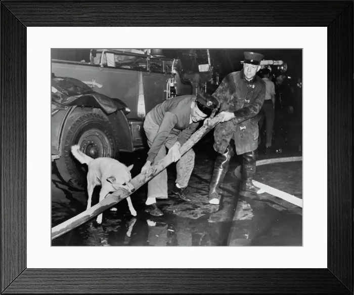 Framed Print : The Unofficial Mascot of Engine Company 213 Framed Print : The Unofficial Mascot of Engine Company 213