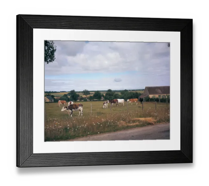 Framed Print : View of Cows Grazing on Prairie Framed Print : View of Cows Grazing on Prairie