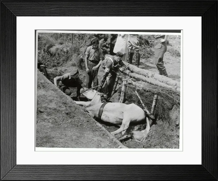 Framed Print : Pentathlon Horse Lying in Ditch Framed Print : Pentathlon Horse Lying in Ditch