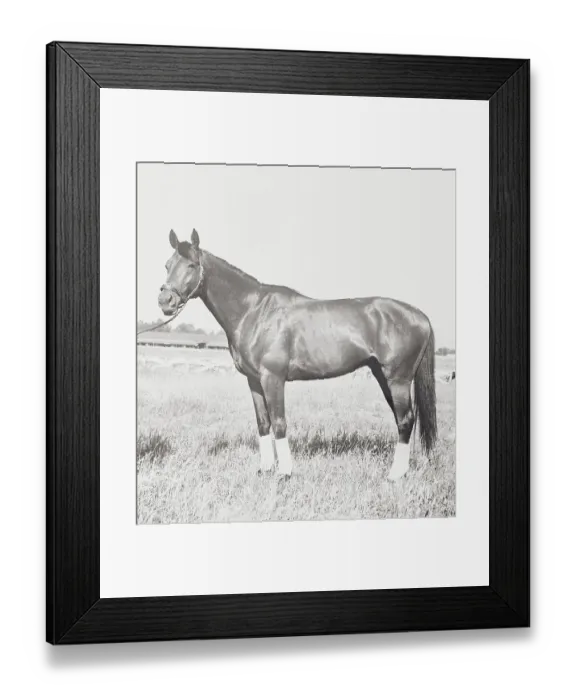 Framed Print : Race Horse Citation Pausing in Field Framed Print : Race Horse Citation Pausing in Field
