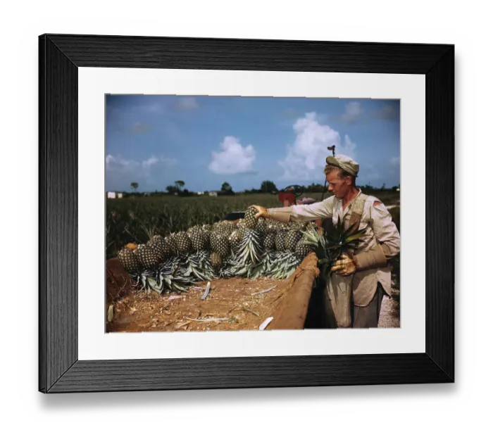 Framed Print : Pineapples Being Sun Cured After Picking Framed Print : Pineapples Being Sun Cured After Picking