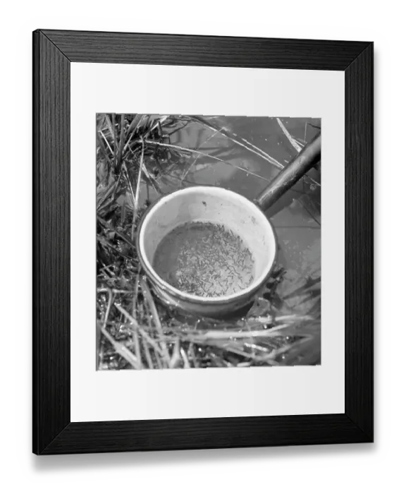 Framed Print : Mosquito Menace Framed Print : Mosquito Menace