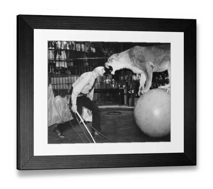 Framed Print : Trainer with Roaring Lioness Framed Print : Trainer with Roaring Lioness