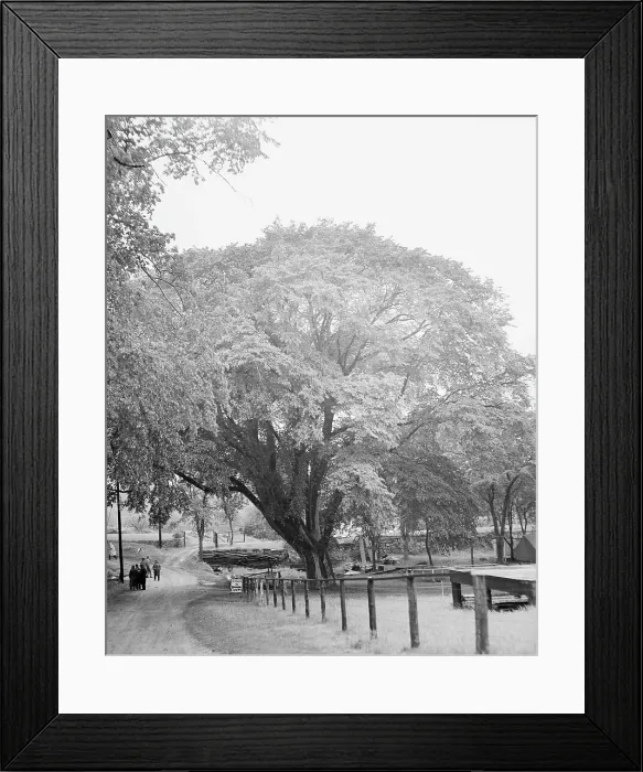 Framed Print : Washington Elm Tree Framed Print : Washington Elm Tree