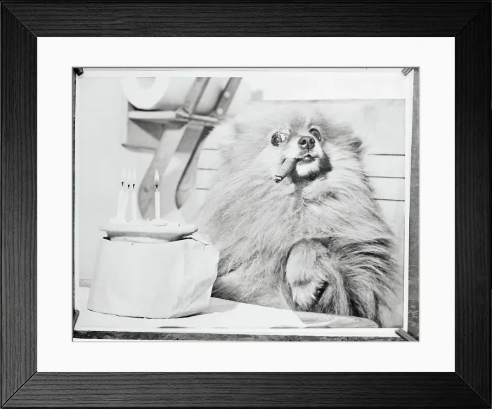 Framed Print : Pomeranian Smoking a Cigar Framed Print : Pomeranian Smoking a Cigar